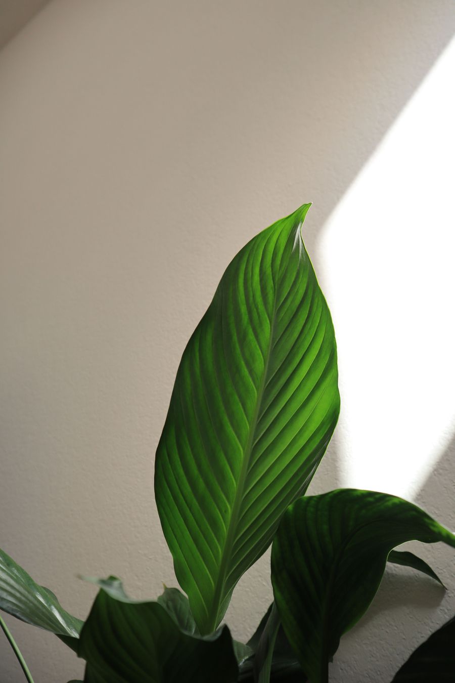 Plante verte dans une lumière douce